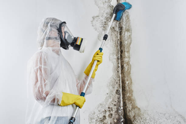 Best Emergency Mold Removal  in Cibolo, TX