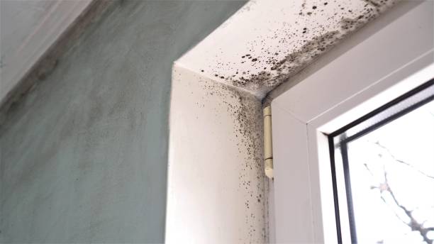 Best Toxic Mold Removal  in Cibolo, TX