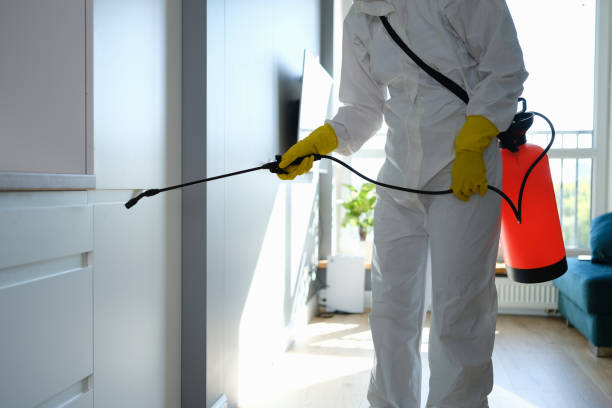 Mold Removal Process in Cibolo, TX