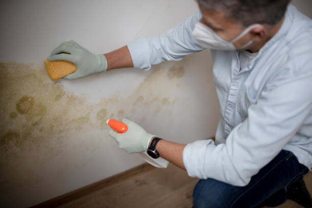 Best Attic Mold Removal  in Cibolo, TX