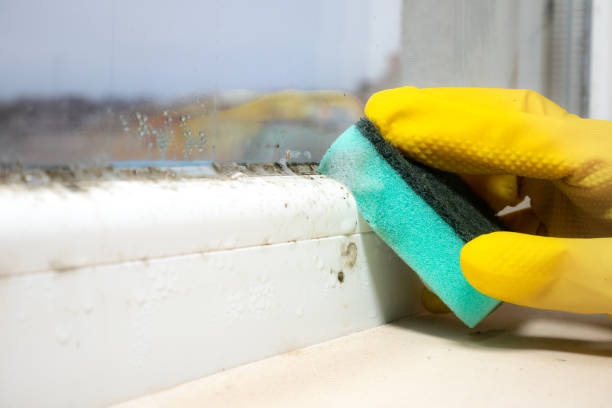 Best Mold Removal Specialists  in Cibolo, TX