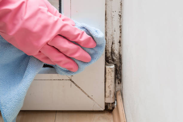 Best Mold Damage Repair  in Cibolo, TX