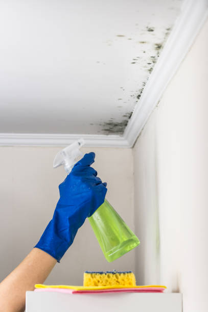 Best Attic Mold Removal  in Cibolo, TX